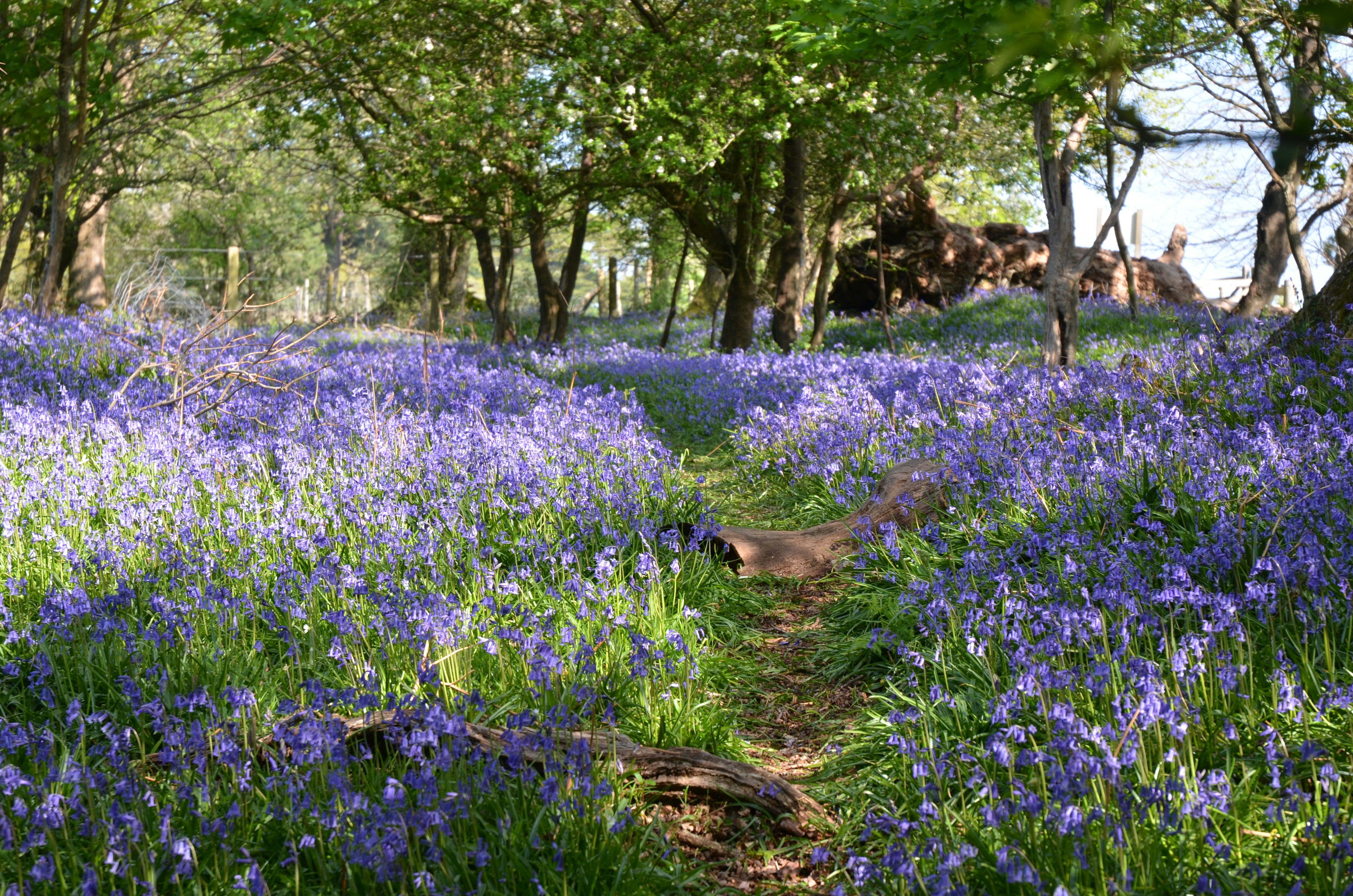 British bluebells